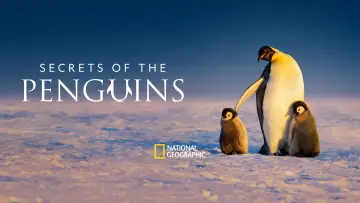 Backdrop for the TV series "Secrets of the Penguins" #1502010