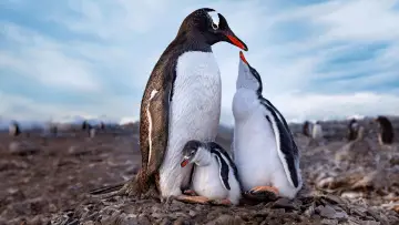 Backdrop for the TV series "Secrets of the Penguins" #1502019