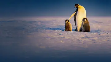 Backdrop for the TV series "Secrets of the Penguins" #1502020