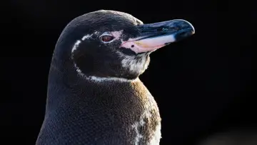 Backdrop for the TV series "Secrets of the Penguins" #1502021
