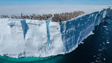 Backdrop for the TV series "Secrets of the Penguins" #1502022