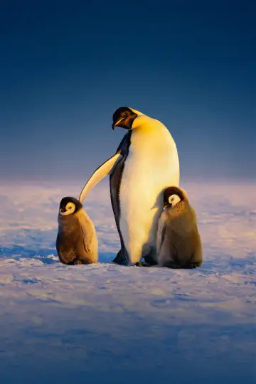 Poster for the TV series "Secrets of the Penguins" #1502031
