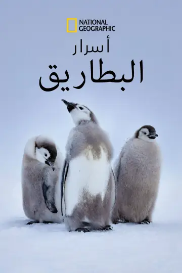 Poster for the TV series "Secrets of the Penguins" #1502039