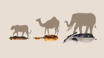 Backdrop for the TV series "Mammals" #1820262
