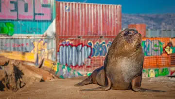 Backdrop for the TV series "Mammals" #1820263