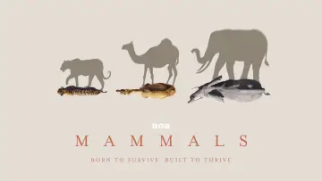 Backdrop for the TV series "Mammals" #1820265