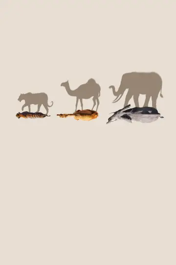 Poster for the TV series "Mammals" #1820271