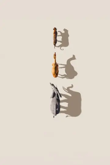 Poster for the TV series "Mammals" #1820280