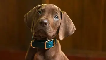 Backdrop к сериалу "Scooby-Doo: Origins" #1493403