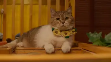 Backdrop к сериалу "Cat for Cash" #1486593