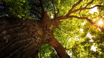 Backdrop for the TV series "The Secret Life of Trees" #1677272