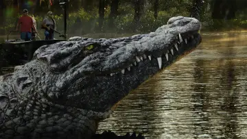 Backdrop к сериалу "Swamp People" #1435488