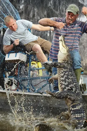 Poster к сериалу "Swamp People" #1435497