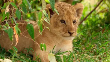 Backdrop for the TV series "Lion" #1228726