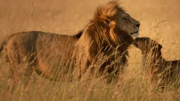 Backdrop for the TV series "Lion" #1228730