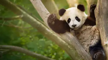 Backdrop for the TV series "Panda School" #1484008