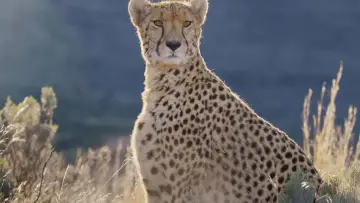 Backdrop for the TV series "Africa Earth
