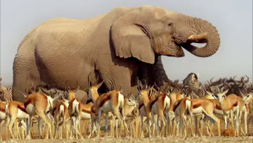 Backdrop for the TV series "Africa" #1870689