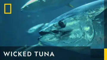 Backdrop к сериалу "Wicked Tuna" #1357120