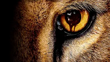 Backdrop к сериалу "Zoo" #1385926