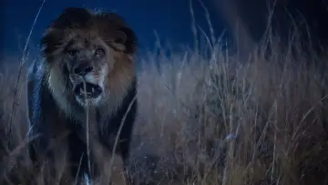 Backdrop к сериалу "Zoo" #1385933
