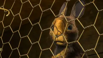 Backdrop for the TV series "Watership Down" #1798678