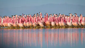 Backdrop к сериалу "Planet Earth II" #1427967