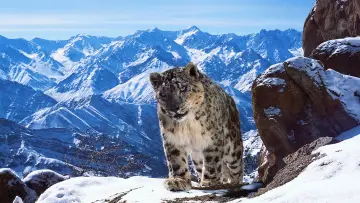 Backdrop к сериалу "Planet Earth II" #1427968