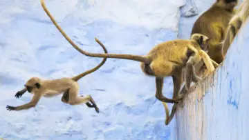 Backdrop к сериалу "Planet Earth II" #1427969