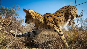 Backdrop к сериалу "Planet Earth II" #1427970