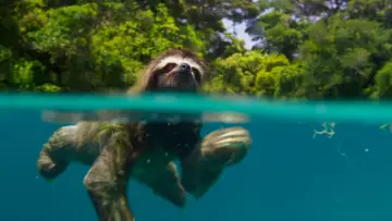 Backdrop к сериалу "Planet Earth II" #1427972