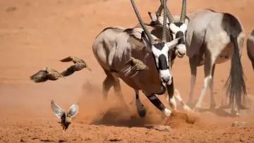 Backdrop к сериалу "Planet Earth II" #1427973