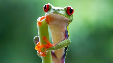 Backdrop к сериалу "Planet Earth II" #1427974