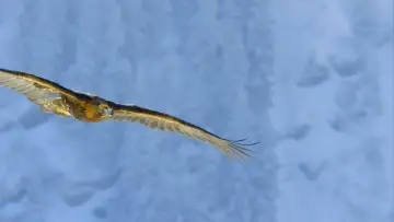 Backdrop к сериалу "Planet Earth II" #1427976