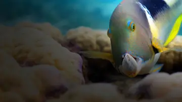 Backdrop к сериалу "Blue Planet II" #1454194