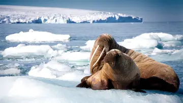 Backdrop к сериалу "Blue Planet II" #1454196