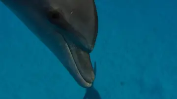 Backdrop к сериалу "Blue Planet II" #1454201
