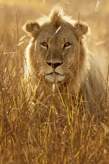 Poster for the TV series "Savage Kingdom" #1822572