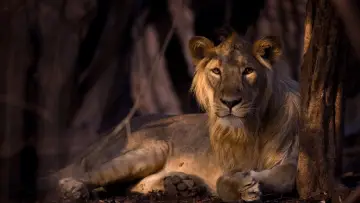 Backdrop for the TV series "Secrets of Wild India" #1834716