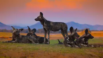 Backdrop к сериалу "Dynasties" #1490104