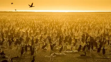 Backdrop к сериалу "Our Planet" #1454597