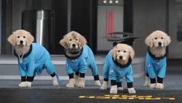 Backdrop for the TV series "Pup Academy" #1447050