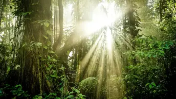 Backdrop for the TV series "The Green Planet" #1602811
