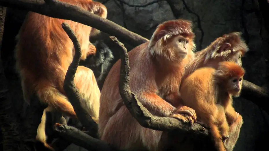 Watch film DMT: The Spirit Molecule | DMT: THE SPIRIT MOLECULE [Official Trailer]