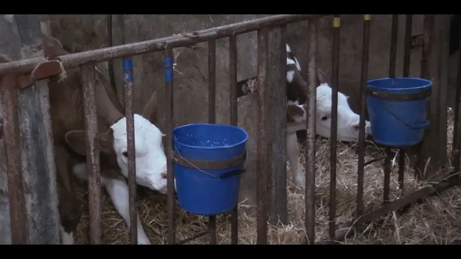 Watch film A Dairy Story | A Dairy Story Trailer