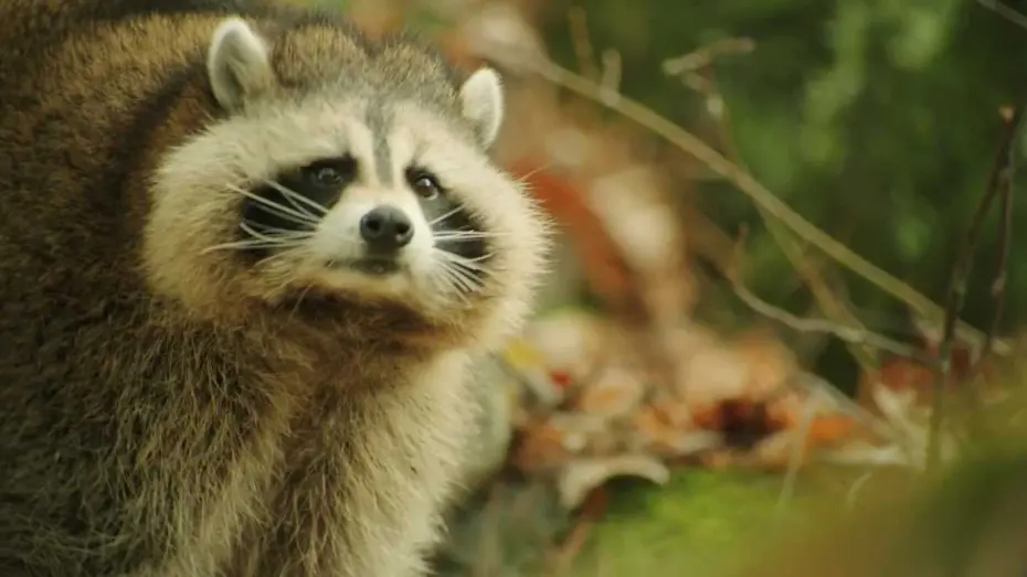Watch film Against the Wild | Against The Wild Trailer 2