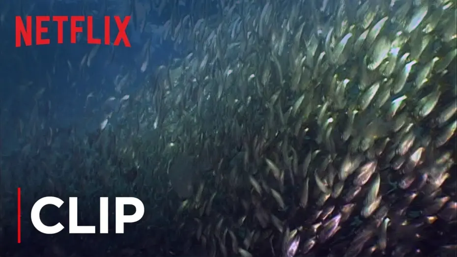 Watch film Mission Blue | Fish Oil Myth - Menhaden