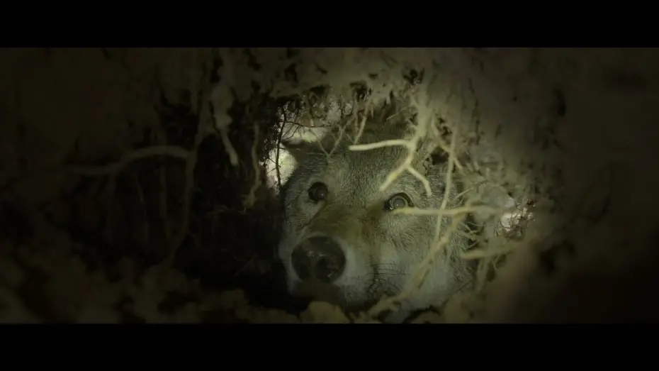 Watch film Wolf: Wanderer Without Borders | Teaser WOLF