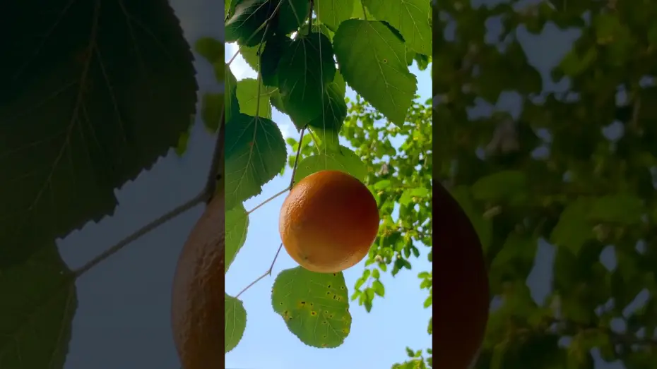 Watch film Tangerine | Tangerine Trailer