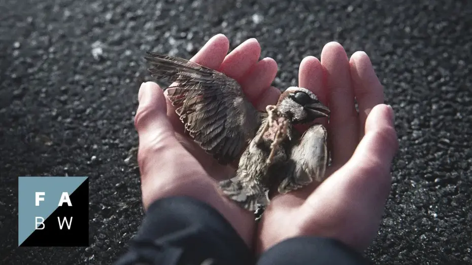 Watch film A Sparrow’s Song | A Sparrow